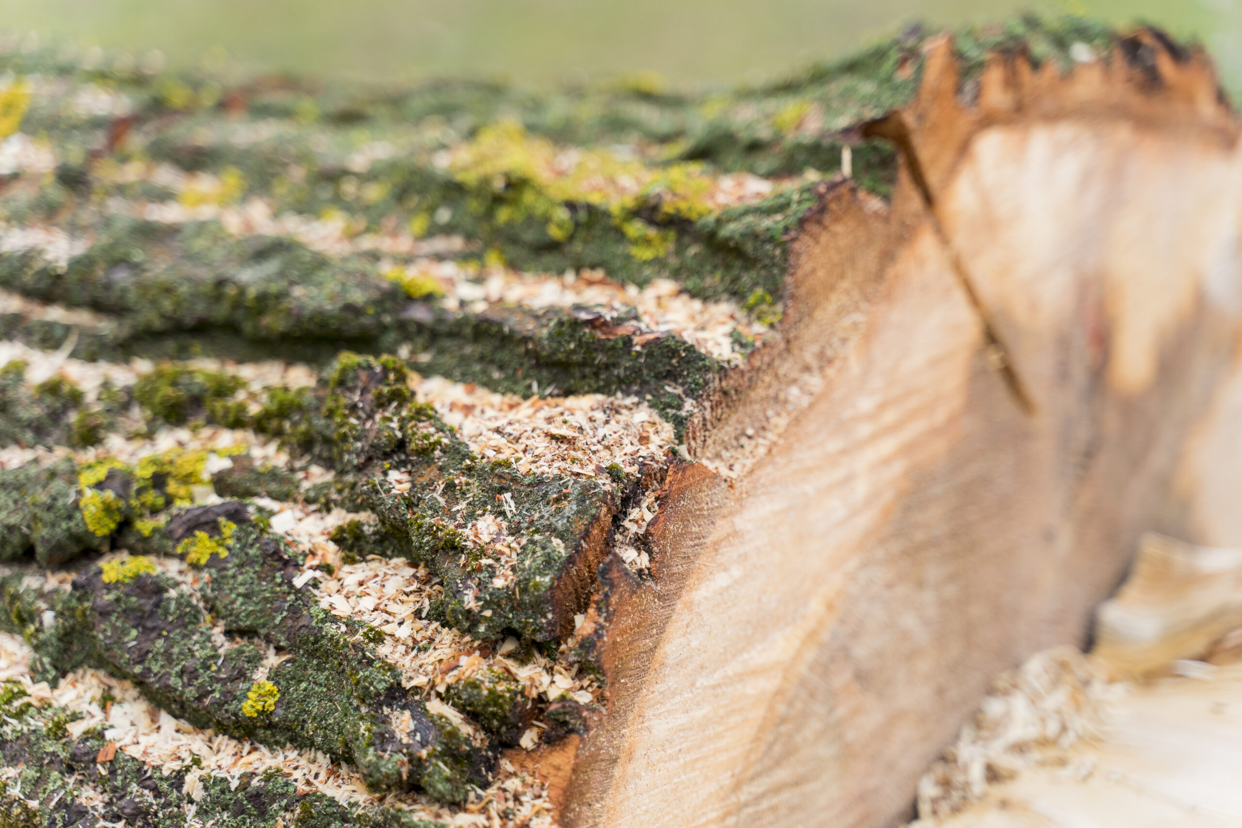 The Benefits of Stump Grinding vs. Stump Removal: Which is Best for Your Yard?