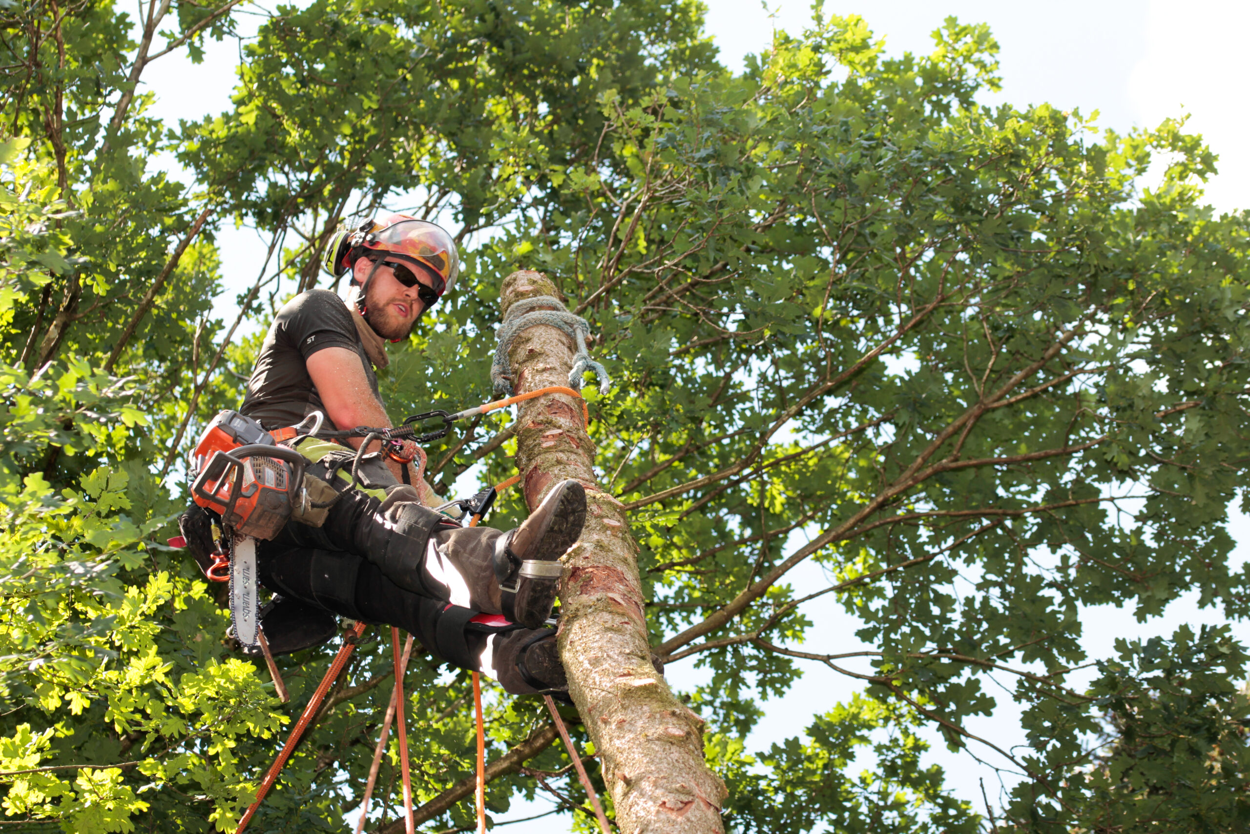 Tree Removal Services in Frankston: Ensuring Safe and Effective Solutions for Your Property