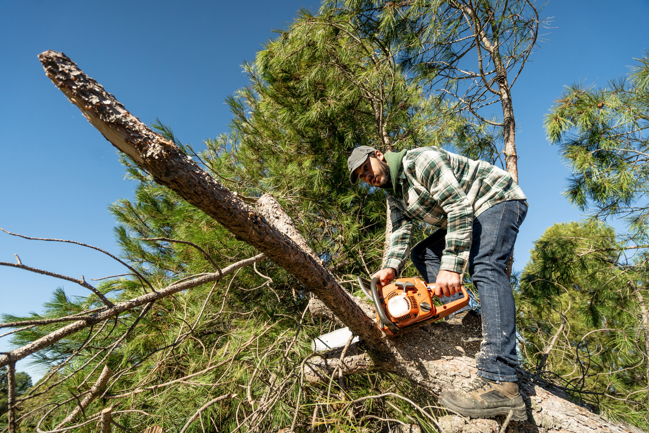 Tree Services Melbourne: Comprehensive Care for Your Green Spaces