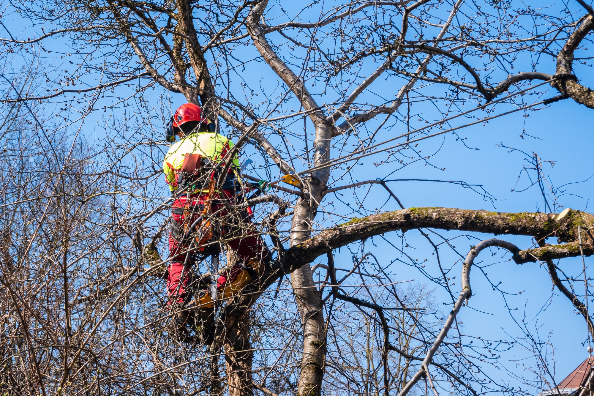 Stump Removal in Rowville: A Comprehensive Guide to Efficient and Safe Tree Stump Removal