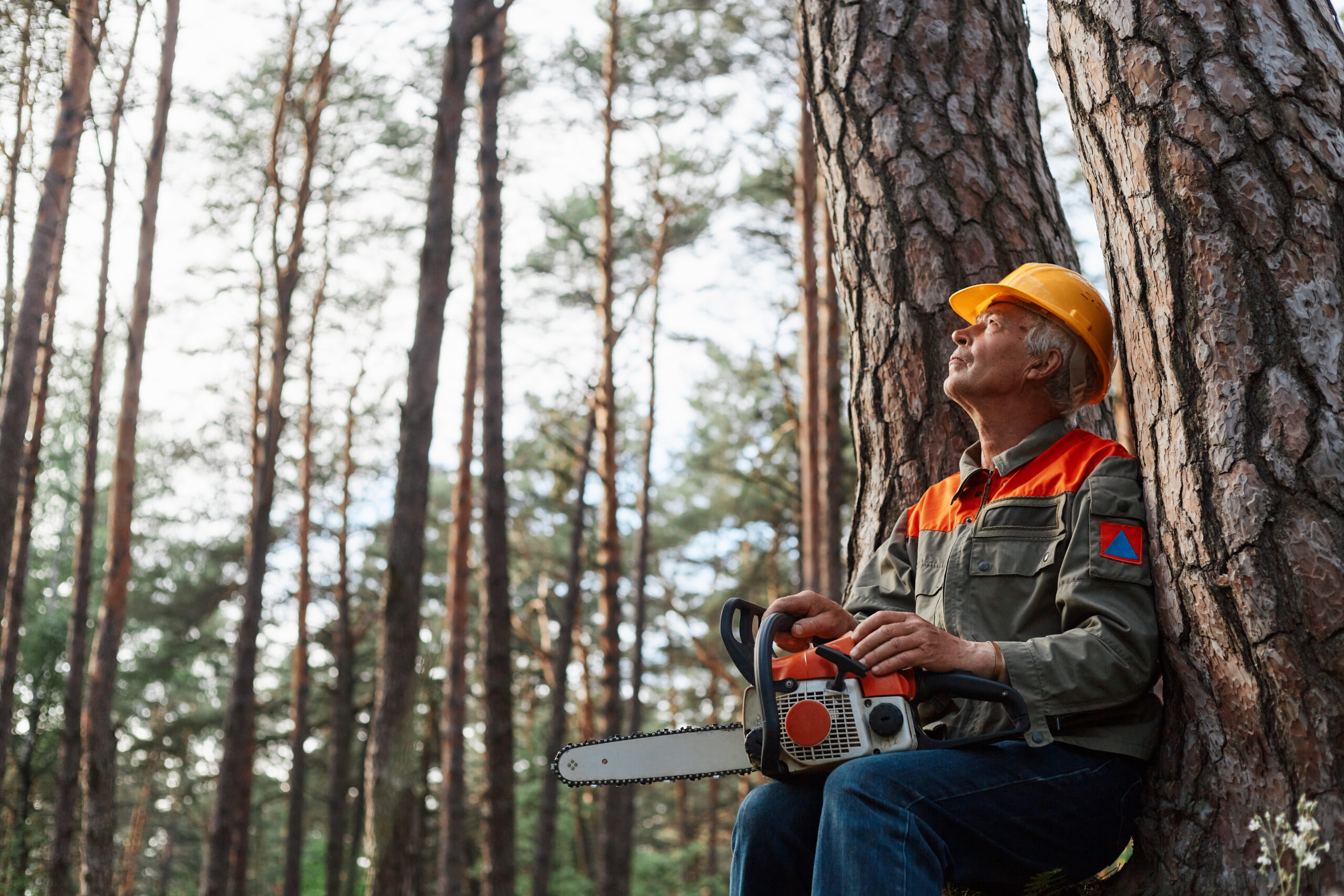 Tree Removal Pakenham: Ensuring Safety, Aesthetic Appeal, and Environmental Care