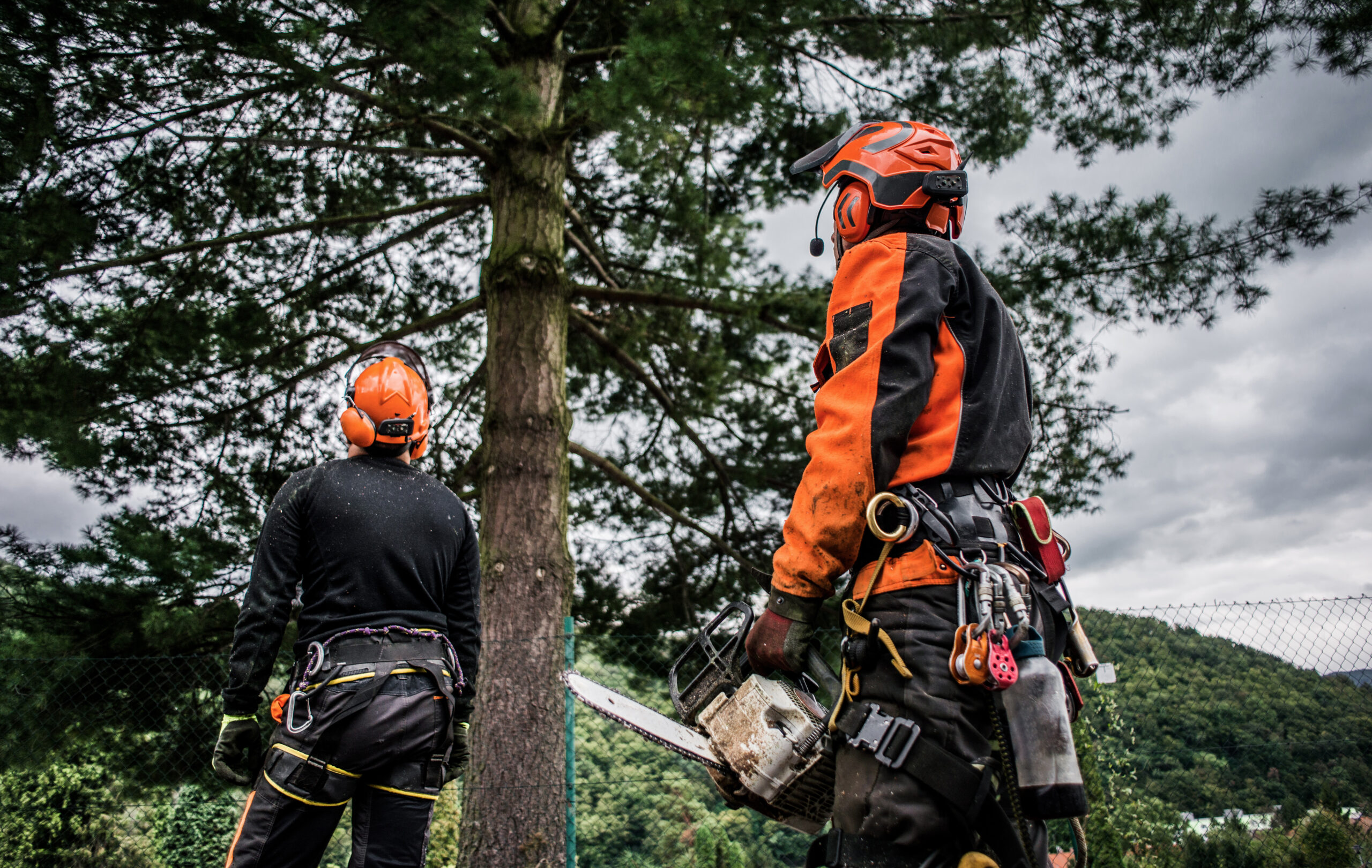Tree Removal in Frankston: Ensuring Safety and Sustainability for Your Property