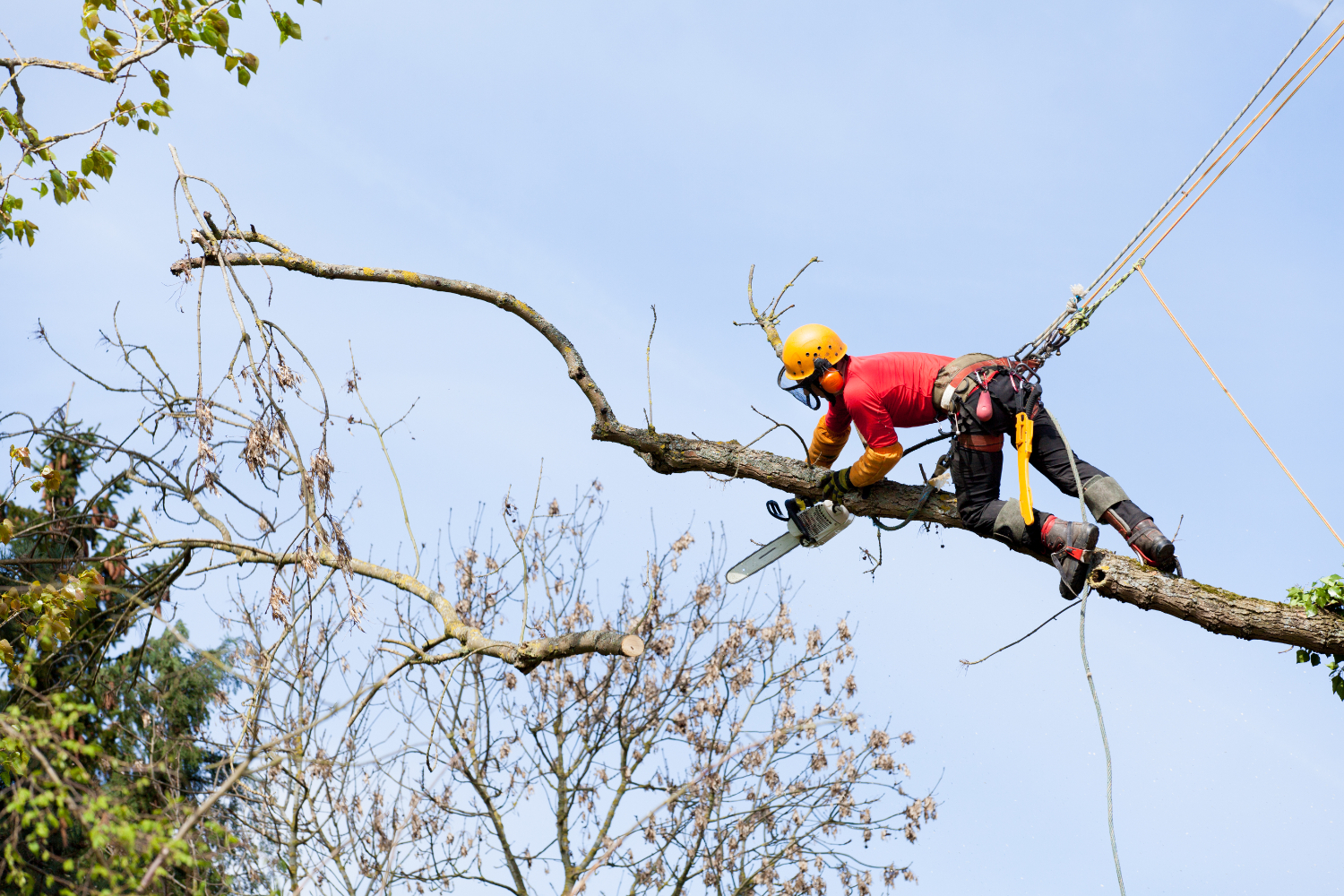Tree Removal Lysterfield: Ensuring Safety and Enhancing Landscapes 🌳