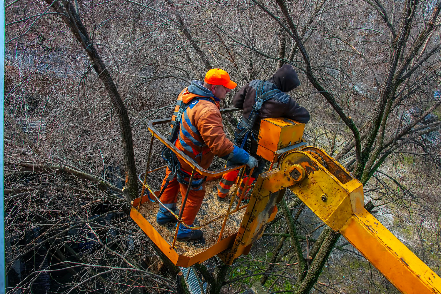 Stump Removal Rowville: The Ultimate Guide to a Clean and Safe Landscape