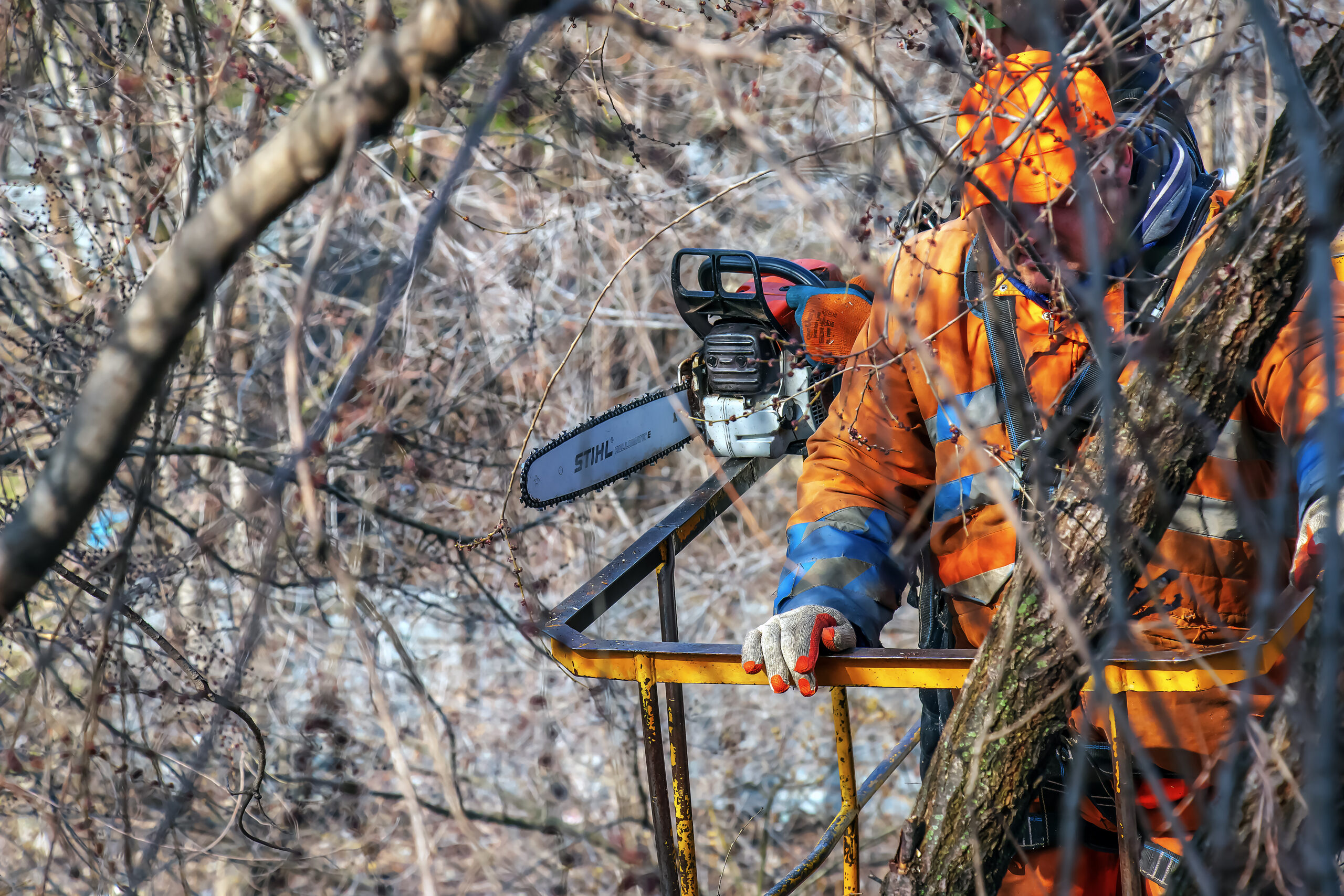 Tree Removal Chadstone: Everything You Need to Know