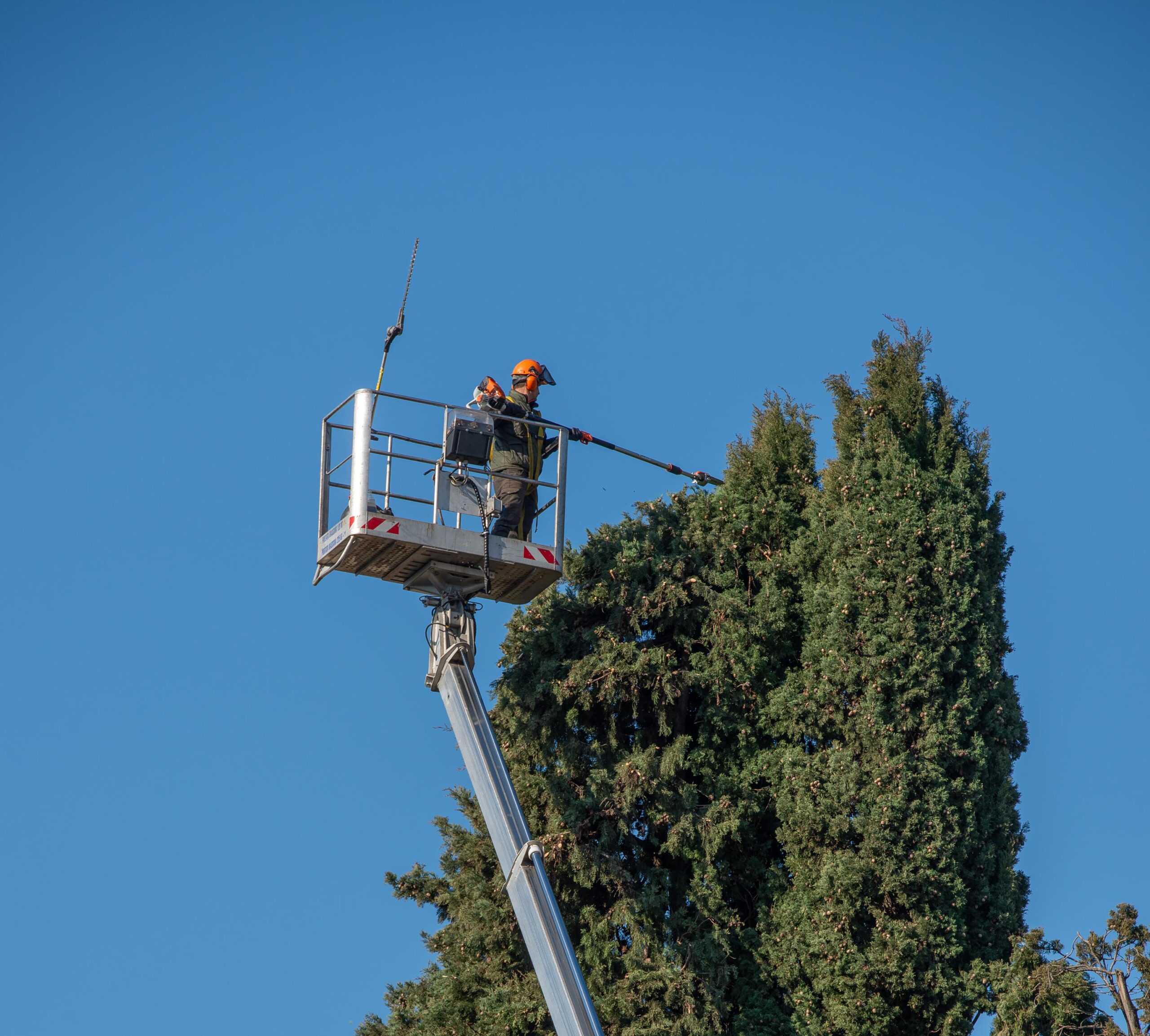 Stump Removal Narre Warren: Professional Solutions for a Clean Landscape
