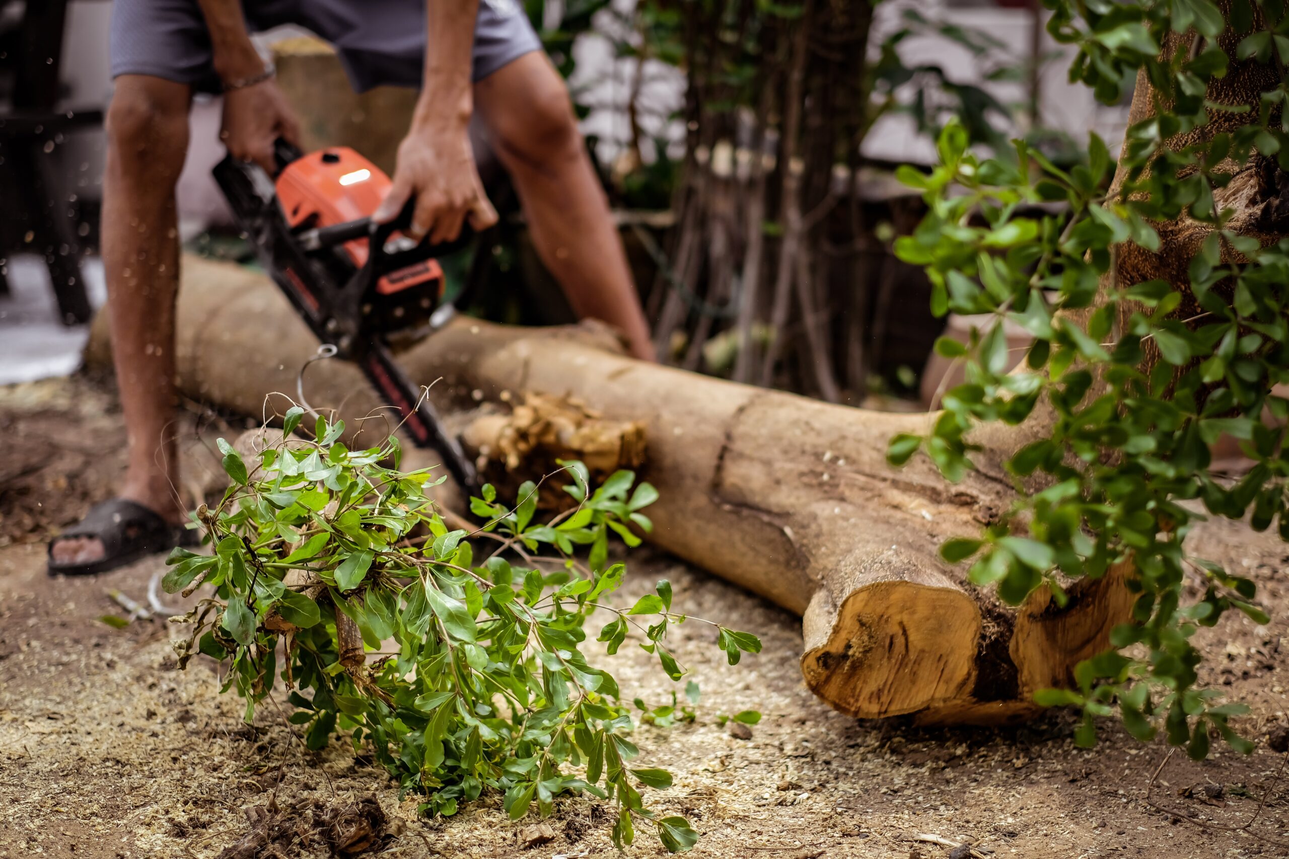 Tree Removal Pakenham: Ensuring Safe and Efficient Tree Management 🌳💪