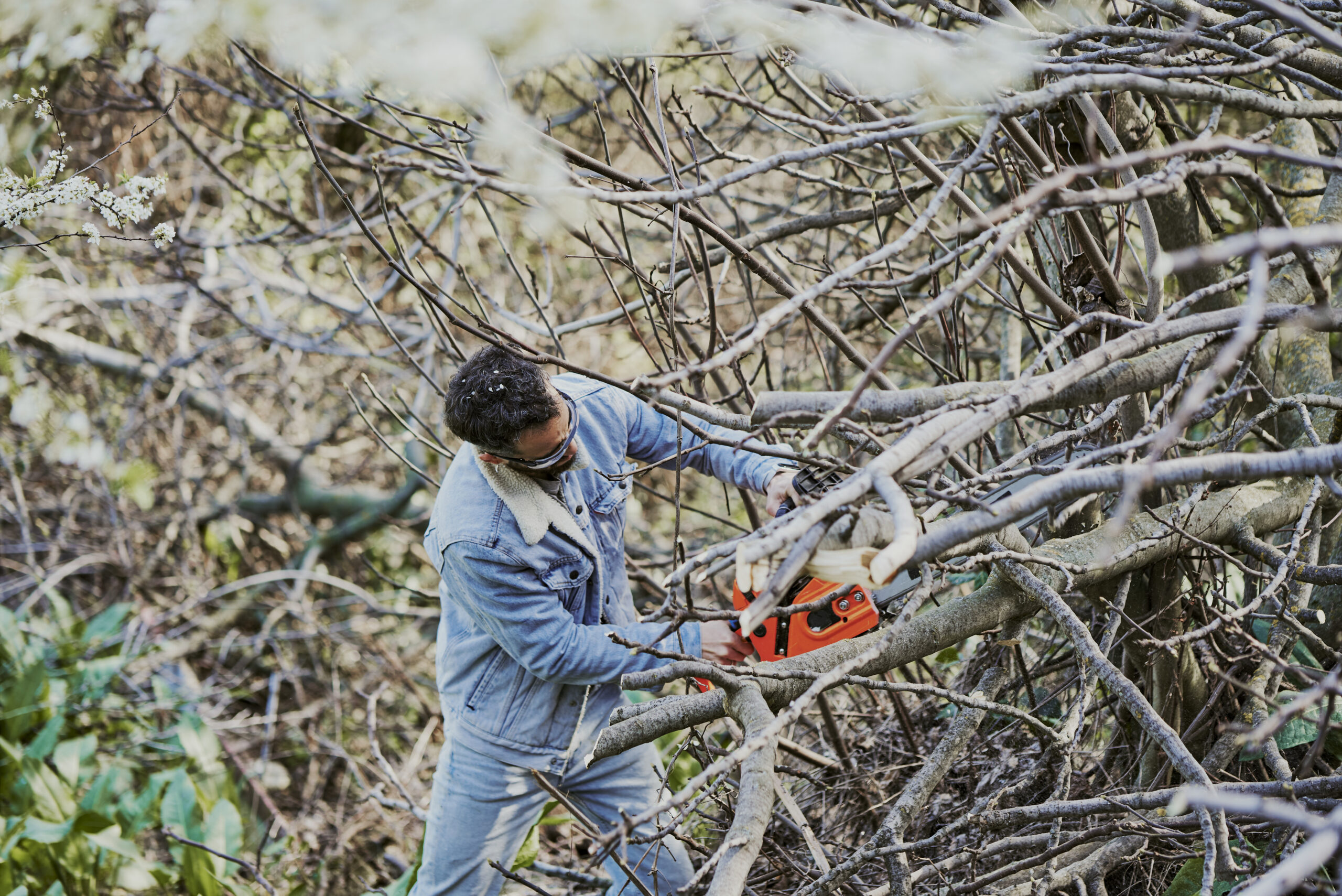Expert Tree Removal Services in Chadstone