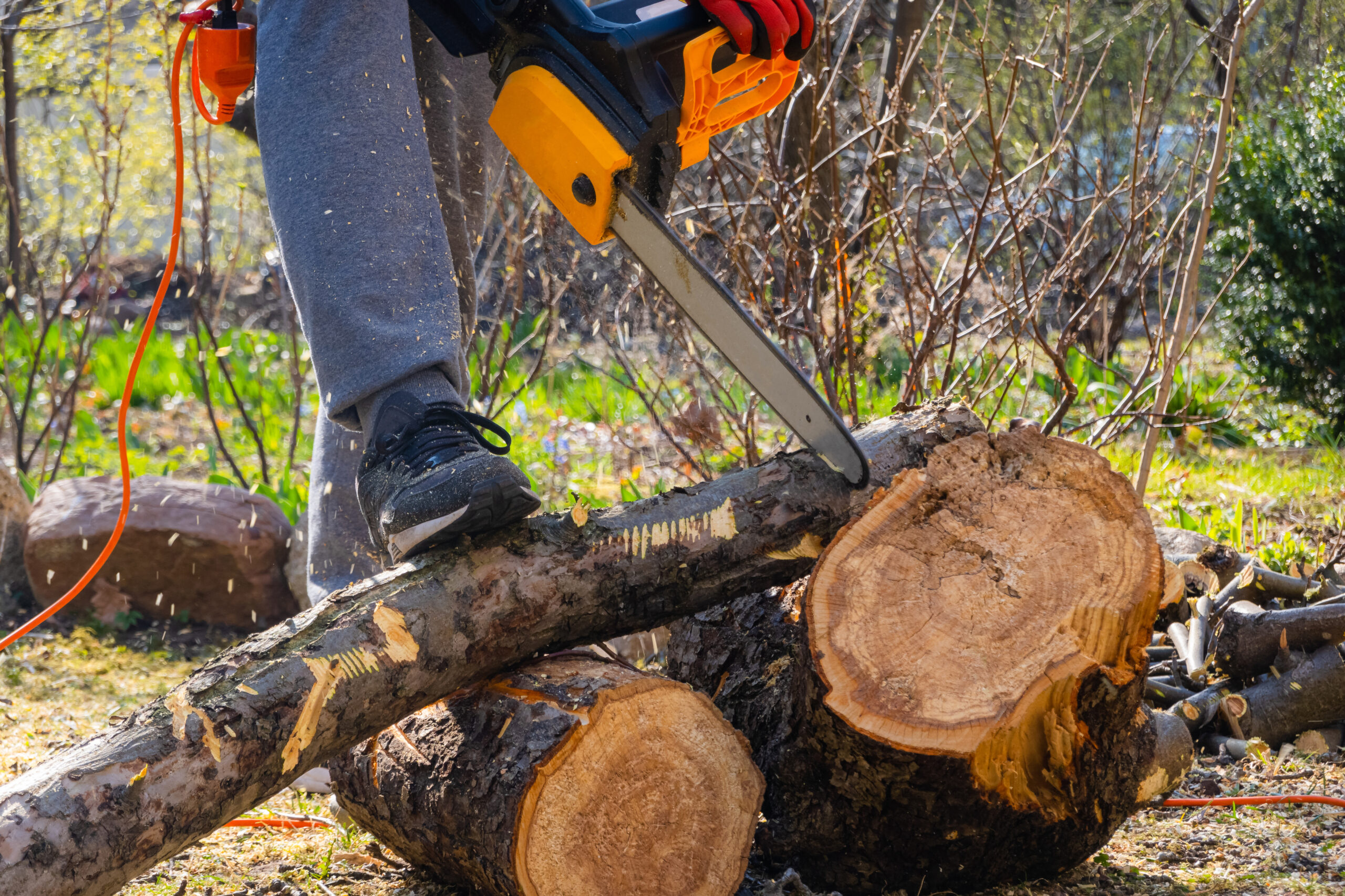 Tree Removal Service Melbourne 🌳: The Complete Guide to Professional Tree Care 🌱