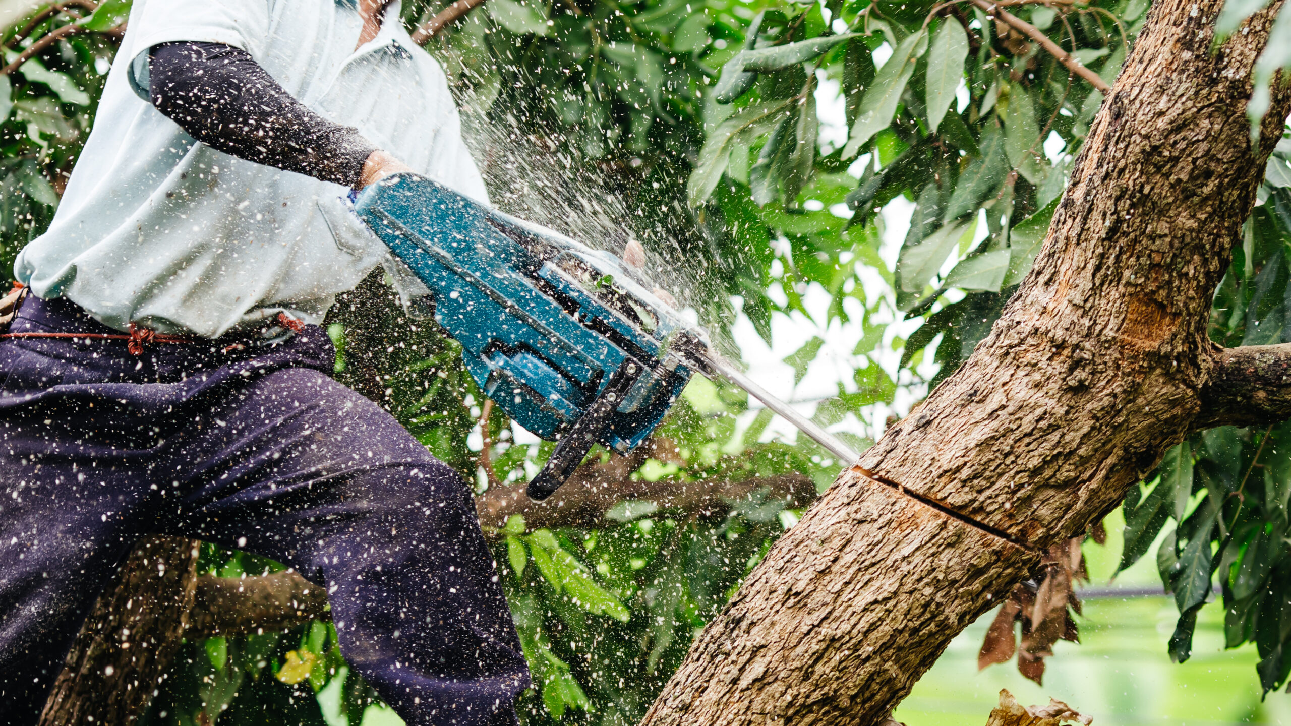 Tree Cutting Services in Melbourne: Ensuring Safety and Sustainability
