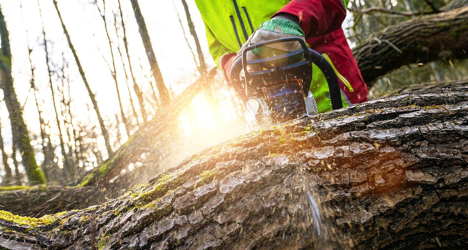 Stump Removal Rowville: The Ultimate Guide to Clearing Your Landscape